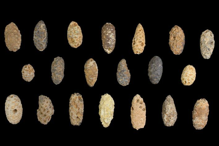 Lot: Fossil Seed Cones (Or Aggregate Fruits) - Pieces #148856